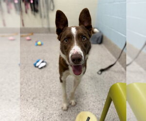 Australian Shepherd-Unknown Mix Dogs for adoption in Brighton, CO, USA