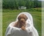 Image preview for Ad Listing. Nickname: Lillie
