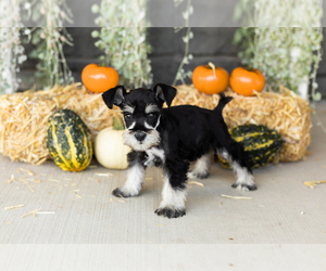 Medium Schnauzer (Miniature)