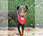 Small #1 Doberman Pinscher