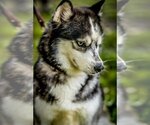 Small Photo #1 Siberian Husky Puppy For Sale in Van Nuys, CA, USA