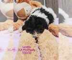 Puppy Loretta Poodle (Toy)