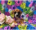 Small Photo #8 Boxer Puppy For Sale in STEVENS, PA, USA