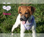 Small Photo #2 Doxle Puppy For Sale in Lee's Summit, MO, USA