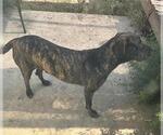 Small American Staffordshire Terrier