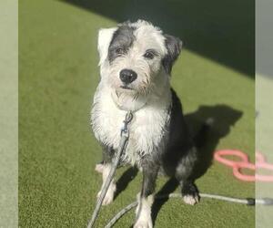 Sheepadoodle Dogs for adoption in Placerville, CA, USA