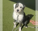 Small Sheepadoodle