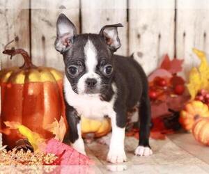 Boston Terrier Puppy for sale in MOUNT VERNON, OH, USA