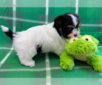 Small #2 Havanese