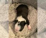 Small Photo #16 Boston Terrier Puppy For Sale in HARRISBURG, PA, USA