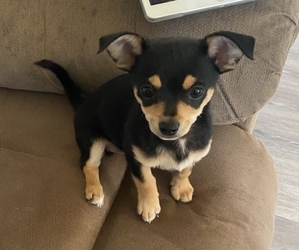 Chihuahua Puppy for sale in HOPEWELL, VA, USA