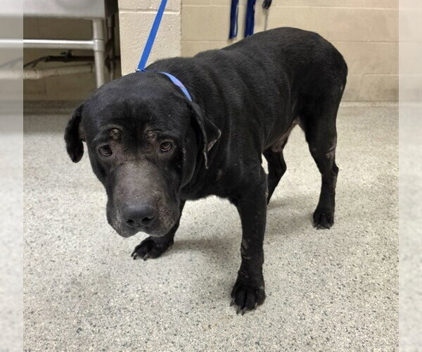 Medium Photo #1 Labrador Retriever-Unknown Mix Puppy For Sale in Conroe, TX, USA