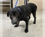 Small Labrador Retriever Mix