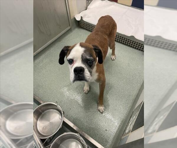 Medium Photo #1 Boxer Puppy For Sale in Plano, TX, USA