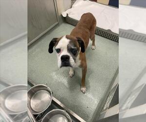 Boxer Dogs for adoption in Plano, TX, USA