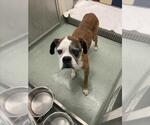 Small Boxer