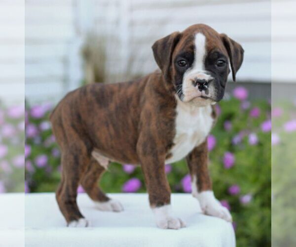 Medium Photo #4 Boxer Puppy For Sale in GORDONVILLE, PA, USA