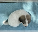 Small #1 Great Pyrenees