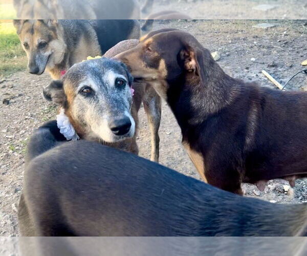 Medium Photo #5 Mutt Puppy For Sale in Stevens Point, WI, USA
