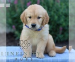 Small #1 Golden Retriever