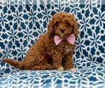Small Photo #9 Cavapoo-Poodle (Toy) Mix Puppy For Sale in LAKELAND, FL, USA