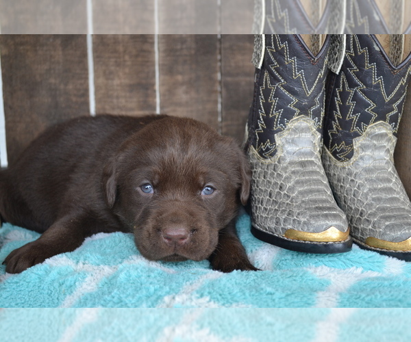 Medium Photo #31 Labrador Retriever Puppy For Sale in GREENWOOD, WI, USA