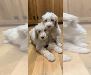Poodle (Standard) Puppy for sale in MOUNTAIN VIEW, AR, USA