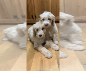 Medium Poodle (Standard)