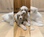 Small Photo #1 Poodle (Standard) Puppy For Sale in MOUNTAIN VIEW, AR, USA