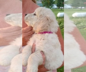 Golden Retriever Puppy for sale in GASPORT, NY, USA