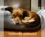 Small #7 Chiweenie