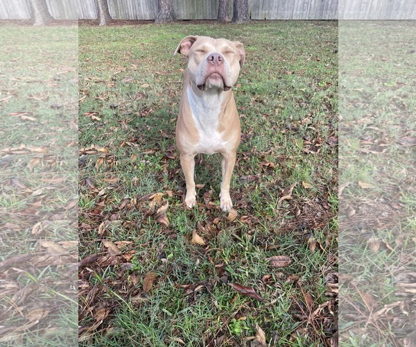 Medium Photo #2 American Pit Bull Terrier Puppy For Sale in Oakhurst, NJ, USA