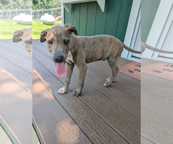 Medium Photo #3 Labrador Retriever-Unknown Mix Puppy For Sale in The Woodlands, TX, USA