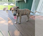 Small #2 Labrador Retriever Mix