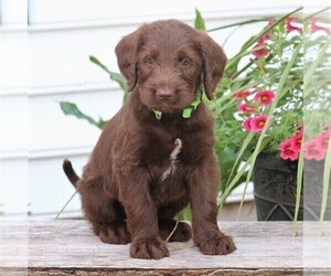 Labradoodle Puppy for sale in NARVON, PA, USA