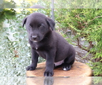 Small Photo #1 Akita-Labrador Retriever Mix Puppy For Sale in SHILOH, OH, USA