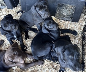 German Shorthaired Lab Litter for sale in TACOMA, WA, USA