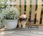 Small Photo #5 Zuchon Puppy For Sale in CLARE, IL, USA