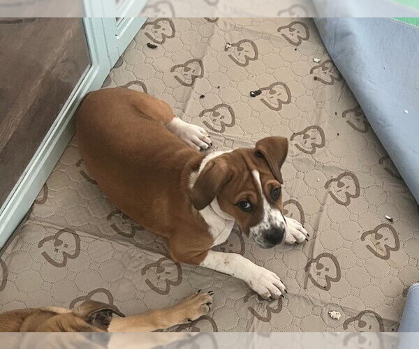 Medium Photo #1 Mutt Puppy For Sale in Holly Springs, NC, USA