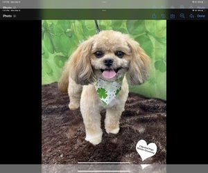 Maltipoo-Shih Tzu Mix Puppy for sale in ADVANCE, NC, USA