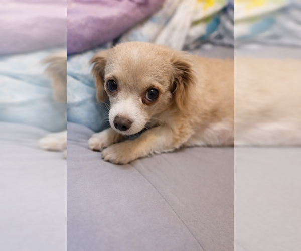 Medium Photo #2 Chiweenie Puppy For Sale in Oakhurst, NJ, USA