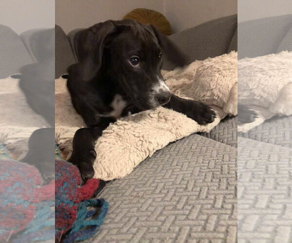 Medium Photo #4 Pointer-Unknown Mix Puppy For Sale in pomfret, CT, USA