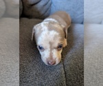 Small #1 Chiweenie