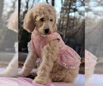 Small Photo #4 Goldendoodle Puppy For Sale in TIMBERLAKE, NC, USA