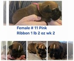 Puppy Pink Ribbon Boxer