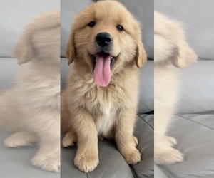 Medium Golden Retriever