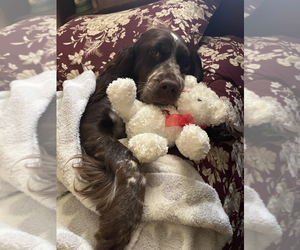 Mother of the English Springer Spaniel puppies born on 09/04/2026