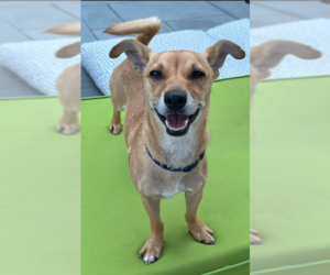 Chihuahua-Unknown Mix Dogs for adoption in Cranston, RI, USA