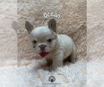 Small #3 French Bulldog