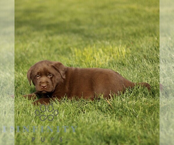 Medium Photo #4 Labrador Retriever Puppy For Sale in RONKS, PA, USA